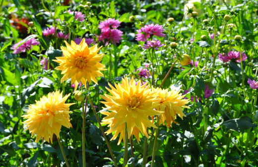1229928 (a): :2500x1614